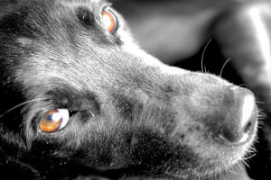 Tylko dwa dni spacer&oacute;w w tygodniu? Jest petycja ws. schroniska w Przylasku