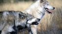 Dlaczego wilki atakują psy? Są zagrożeniem dla ludzi?