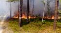 Pół hektara lasu spłonęło między Osiecznicą a Parową