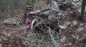 Kłusownicy grasują w lasach, ich ostatnią ofiarą padł borsuk