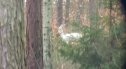 Niezwykłe zwierzę w naszych lasach. Kozioł albinos