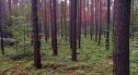 Para młodych ludzi z lubuskiego zgubiła się lesie. Pomógł policjant z Kruszyna