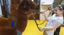 Alpaki opanowały bolesławieckie przedszkole