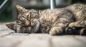 Choroba zabija domowe koty. Czy ludzie mogą się zarazić? Ministerstwo: Polski drób jest bezpieczny