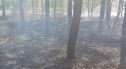 Kolejny pożar lasu. Spłonęło około 20 arów