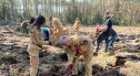 Bolesławieccy mundurowi w akcji sadzenia lasu