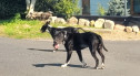 Czytelnik ostrzega! Psy biegają samopas po mieście. „Mogą być groźne dla ludzi”