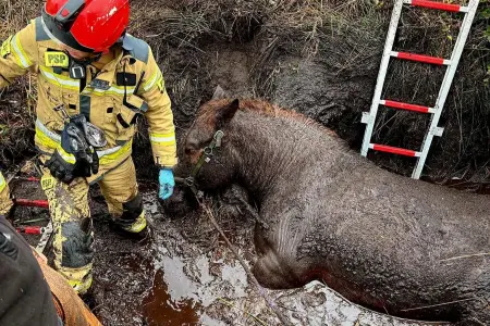 Koń ugrzązł w błocie i opadał z sił. Strażacy przez kilka godzin walczyli o jego życie