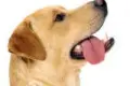 Dogoterapia dla dzieci niepełnosprawnych