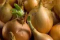 Odbędą się mistrzostwa w krojeniu cebuli