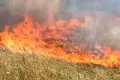 Od początku czerwca wybuchło 58 pożarów lasów