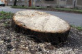 Wycinka drzew na ulicy Dolne Młyny