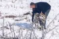 Martwe ptaki na polu koło Dobrej