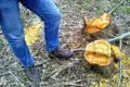 Nielegalna wycinka drzew, sprawcom grozi do 5 lat więzienia