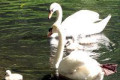 Co z łabędzią rodziną?
