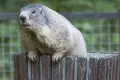 Wombat buszuje w koszach na śmieci