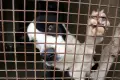 Gmina Lubin planuje budowę schroniska dla zwierząt k. Szklar Górnych