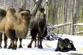 Obdarowywanie zwierzęcych przyjaciół!