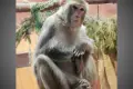 Spotkaj się z „krewnymi” w Naszym Zoo