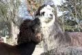 Piękna Dolores w Naszym Zoo