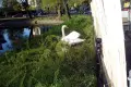 Łabędzica czeka na kolejne potomstwo