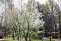Park pięknieje na wiosnę