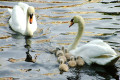 Łabędzia rodzina kolejny raz się powiększyła