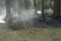 Podpalacz grasuje w lesie – pomóż go zatrzymać!