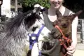 Żyrafy w Naszym Zoo?