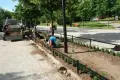 Ukradli z parku świeżo posadzony bukszpan