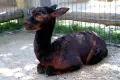 Pierwsze potomstwo alpaki w Naszym Zoo Görlitz-Zgorzelec