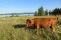 Spasanie łąk to ochrona przyrody!