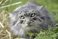 Witamy w Naszym Zoo, panno Tashi