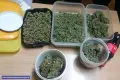 Wpadł z ponad 1700 porcjami marihuany