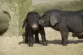 Lany poniedziałek w Naszym Zoo. Jedną z atrakcji bieg z taczką z obornikiem