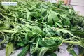 They Grew Marijuana. Police Seized a Kilogram of Drugs