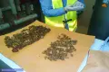 Wpadł z dużą ilością marihuany. Uprawiał ją na polanie za domem