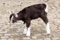 Baby boom w Naszym Zoo