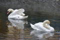 Łabędzie wr&oacute;ciły na staw przy Łajbie