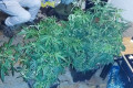 Domowa plantacja marihuany zlikwidowana, 21-latek zatrzymany