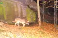 Wilki w Karkonoszach