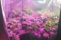 He grew weed. The 26-year-old faces up to 10 years in prison