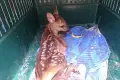 Strażnicy miejscy uratowali sarnę