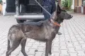 Jej pies trafił do schroniska, miała go odebrać. Uznała, że... już go nie chce