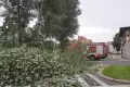 Łokietka: drzewo spadło na drogę
