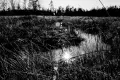 Szukali innej osoby, pomogli mężczyźnie topiącemu się w bagnistym stawie