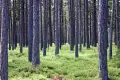 Recydywista próbował ukryć skradzione audi w lesie