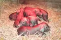 Małe prosiaczki przyszły na święta w zoo w Görlitz
