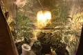 Uderzenie policji w narkotykowy biznes. Plantacja marychy zlikwidowana