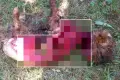 Kolejny atak wilków – tym razem w Ocicach